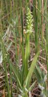 Platanthera huronensis: plant