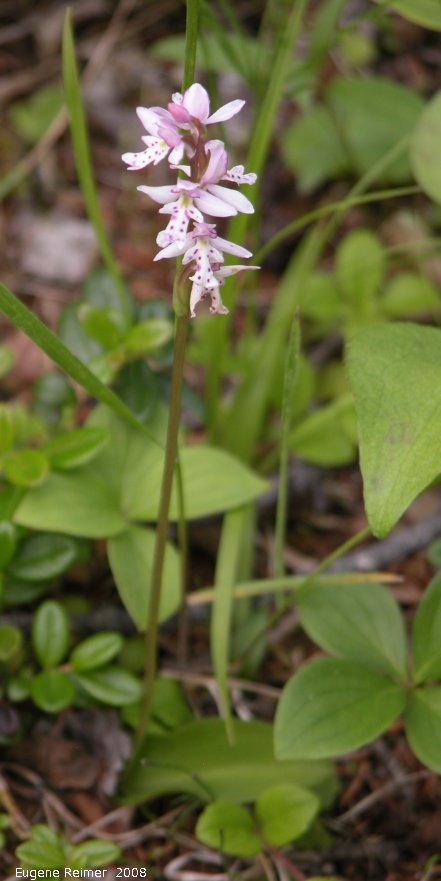 IMG 2008-Jun27 at LiardHotsprings:  Small round-leaved orchid (Amerorchis rotundifolia) plant