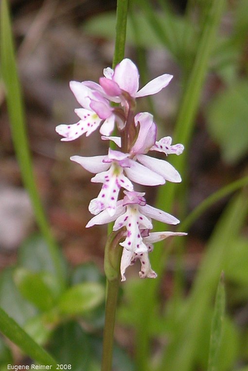 IMG 2008-Jun27 at LiardHotsprings:  Small round-leaved orchid (Amerorchis rotundifolia) flowers