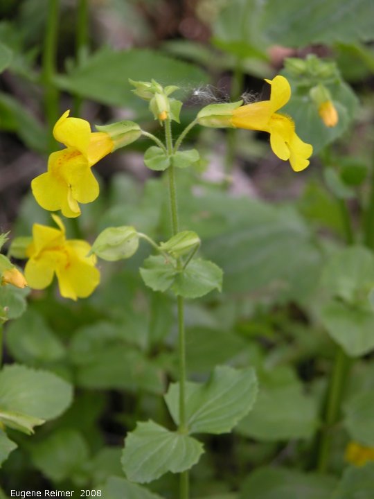 IMG 2008-Jun27 at LiardHotsprings:&nbsp; False foxglove (Agalinis paupercula) plant