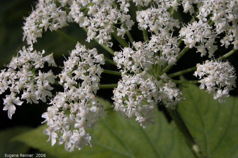 IMG 2008-Jun27 at LiardHotsprings:&nbsp; Cow parsnip (Heracleum maximum) flowers