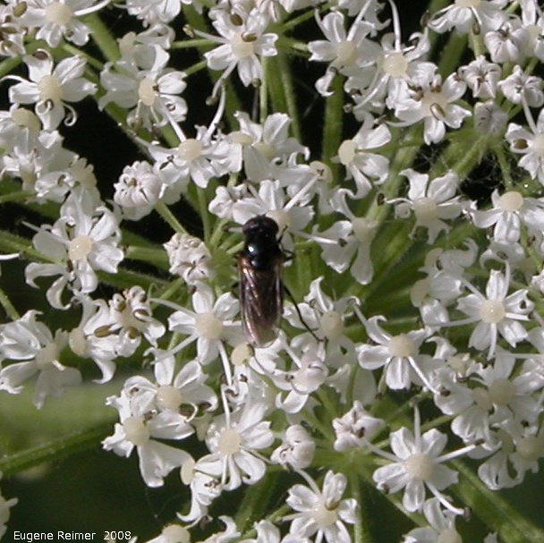 IMG 2008-Jun27 at LiardHotsprings:  Cow parsnip (Heracleum maximum) flowers with Fly (Diptera sp)