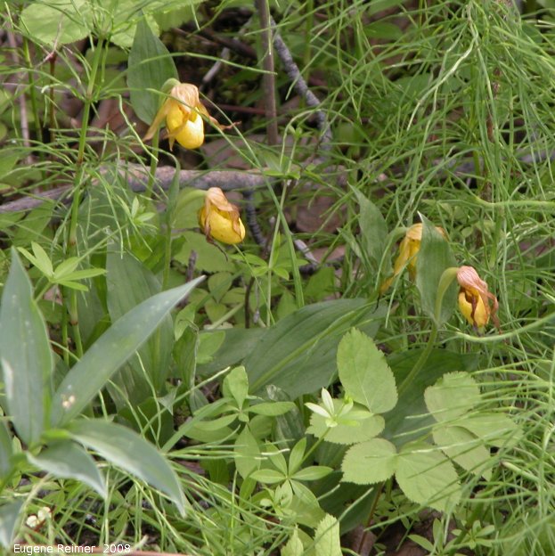 IMG 2008-Jun27 at LiardHotsprings:  Yellow ladyslipper (Cypripedium parviflorum) clump
