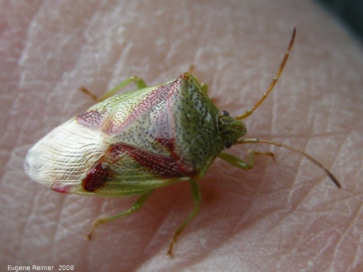 IMG 2008-Jun27 at LiardHotsprings:  Green-and-brown banasa stinkbug (Banasa sp) on my finger