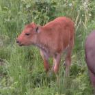 Wood bison: calf