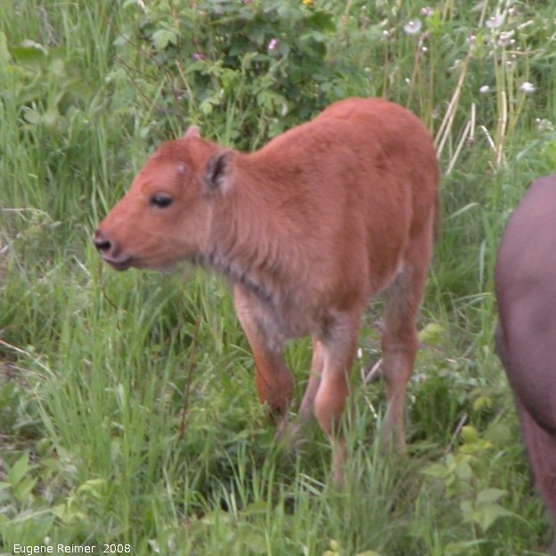 IMG 2008-Jun27 at AlaskaHwy NW of LiardHotsprings:&nbsp; Wood bison (Bison bison athabascae) calf