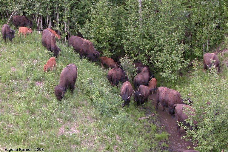 IMG 2008-Jun27 at AlaskaHwy NW of LiardHotsprings:  Wood bison (Bison bison athabascae) by stream