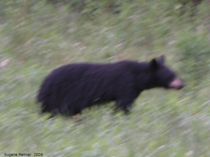 IMG 2008-Jun27 at AlaskaHwy NW of LiardHotsprings:&nbsp; Black bear (Ursus americanus)