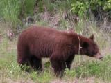Black bear: brown form