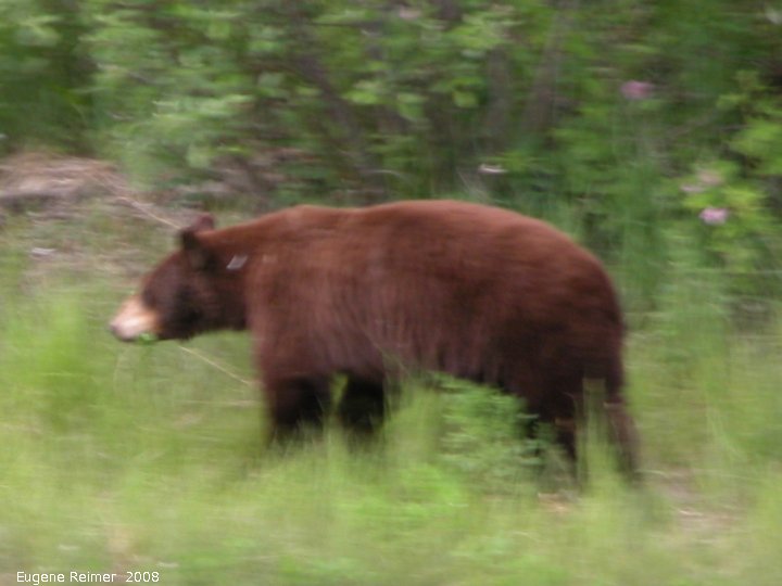 IMG 2008-Jun27 at AlaskaHwy NW of LiardHotsprings:&nbsp; Black bear (Ursus americanus) brown form