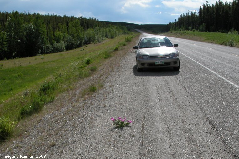 IMG 2008-Jun28 at AlaskaHwy NW of WatsonLake YT:  River-beauty=Broad-leaved fireweed (Epilobium latifolium) and my car