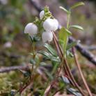 Alpine bearberry=Arctostaphylos alpina: