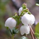 Alpine bearberry=Arctostaphylos alpina: flowers