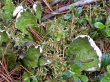 Leaf lichen: