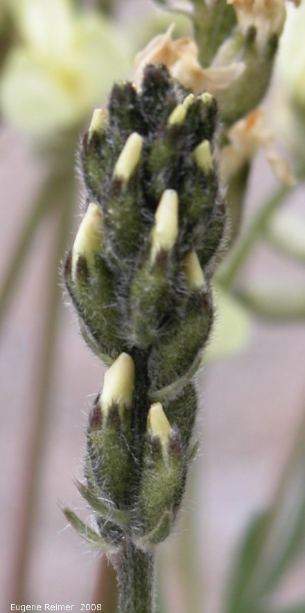 IMG 2008-Jun28 at AlaskaHwy NW of WatsonLake YT:&nbsp; Jordals locoweed (Oxytropis campestris var jordalii) buds