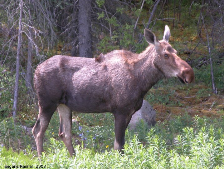 IMG 2008-Jun28 at AlaskaHwy 70km S of Teslin YT:  Moose (Alces alces)