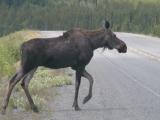 Moose: