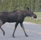 Moose:
