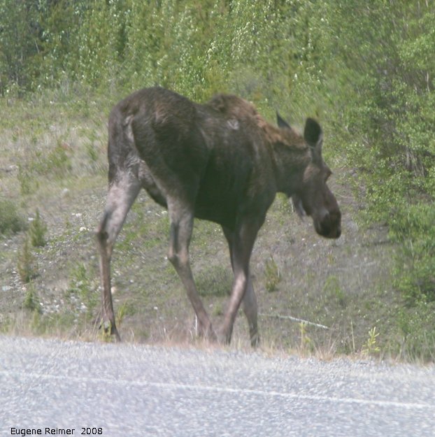 IMG 2008-Jun28 at AlaskaHwy 70km S of Teslin YT:&nbsp; Moose (Alces alces)