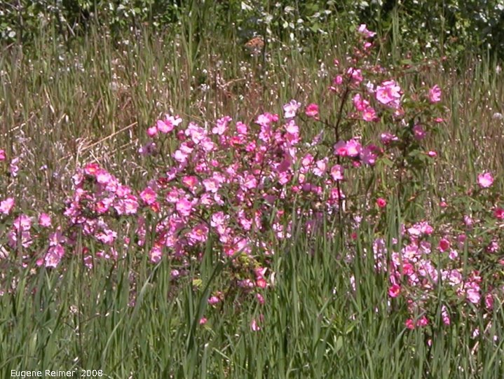 IMG 2008-Jun28 at AlaskaHwy 70km S of Teslin YT:  Prickly rose (Rosa acicularis) clump