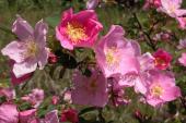 Prickly rose: flowers