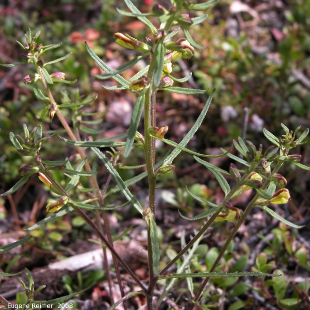IMG 2008-Jun28 at Teslin YT:  Canadian lousewort (Pedicularis canadensis) species? plant