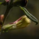 Lousewort: species? leaf+flower bad