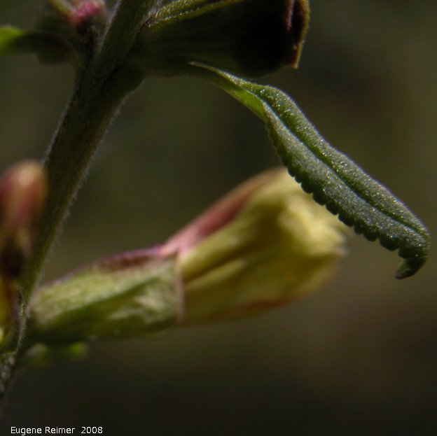 IMG 2008-Jun28 at Teslin YT:  Canadian lousewort (Pedicularis canadensis) species? leaf+flower bad