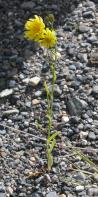 Yellow hawkweed=Hieracium pratense: