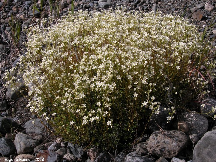 IMG 2008-Jun28 at AlaskaHwy near DeadMansCreek:  Three-toothed saxifrage (Saxifraga tricuspidata) clump