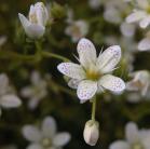 Three-toothed saxifrage: flower+bud