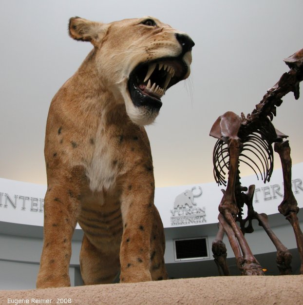 IMG 2008-Jun29 at Whitehorse YT:  museum-display Scimitar-cat (Homotherium serum)