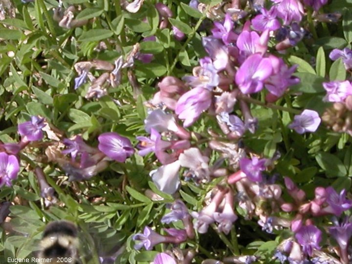 IMG 2008-Jun29 at Lake Laberge YT:&nbsp; Bodins milk-vetch (Astragalus bodinii) closer