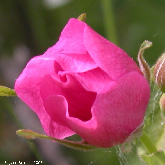 IMG 2008-Jun29 at Lake Laberge YT:&nbsp; Prickly rose (Rosa acicularis) bud
