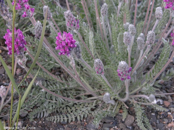 IMG 2008-Jun29 at Lake Laberge YT:&nbsp; Showy locoweed (Oxytropis splendens) plant