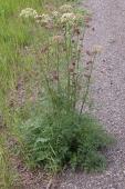 Northern hemlock parsley: plant