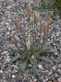 Alpine bistort=Polygonum viviparum: plant