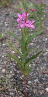 Tall fireweed=Epilobium augustifolium: plant