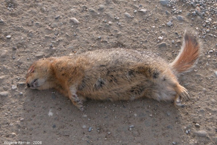 IMG 2008-Jun29 at KlondikeHwy N of Carmacks YT:  roadkill Arctic ground-squirrel (Spermophilus parryii)