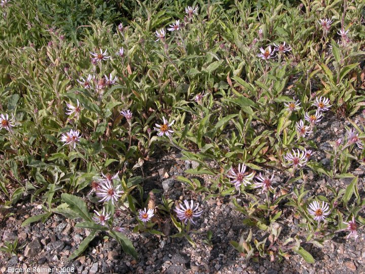 IMG 2008-Jun30 at DempsterHwy near its beginning:&nbsp; Siberian aster (Eurybia sibirica) clump