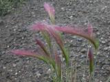 Pink foxtail: