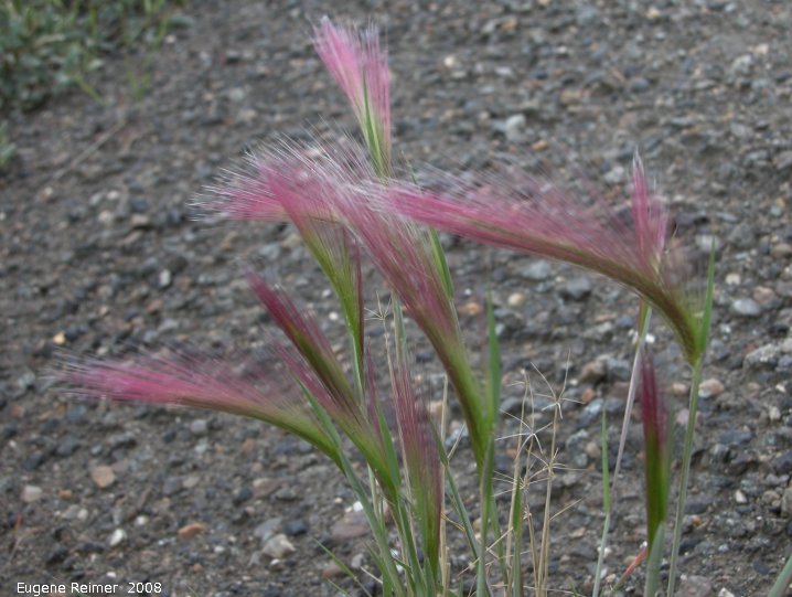 IMG 2008-Jun30 at DempsterHwy near its beginning:  Foxtail barley (Hordeum jubatum) unusually pink