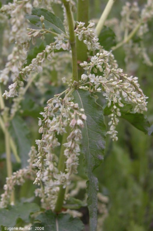 IMG 2008-Jun30 at DempsterHwy near its beginning:&nbsp; Wild rhubarb (Polygonum alaskanum) flowers