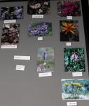 display: BotanyWeekend panel-1
