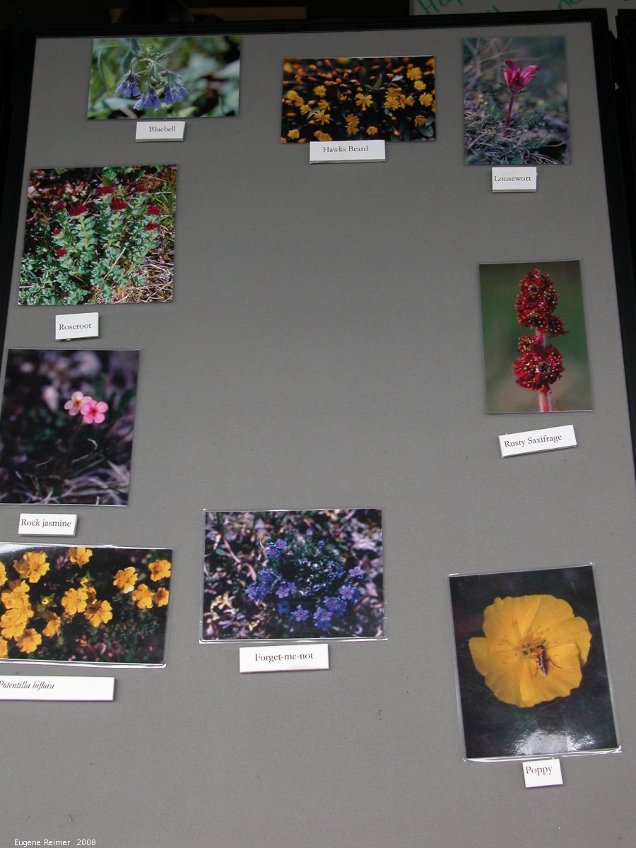 IMG 2008-Jun30 at DempsterHwyInterpretiveCentre:  display Botany Weekend panel-2