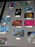 display: BotanyWeekend panel-3