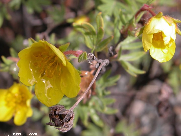 IMG 2008-Jun30 at the NorthForkPass:&nbsp; Two-flowered cinquefoil (Potentilla biflora) flowers