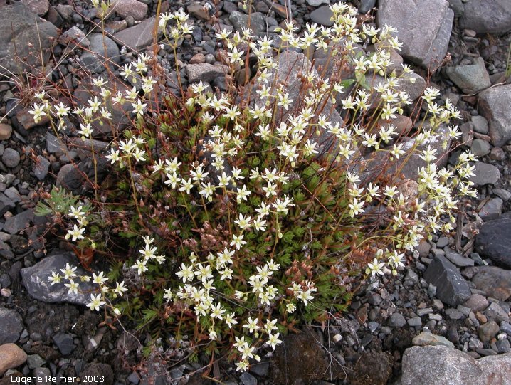 IMG 2008-Jun30 at the NorthForkPass:&nbsp; Three-toothed saxifrage (Saxifraga tricuspidata) clump
