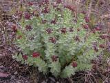 Roseroot=Sedum integrafolium: clump