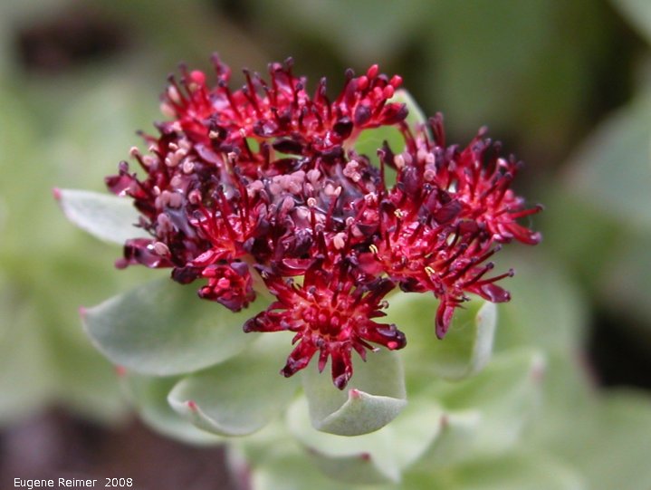 IMG 2008-Jun30 at the NorthForkPass:&nbsp; Roseroot (Sedum integrafolium) flowers